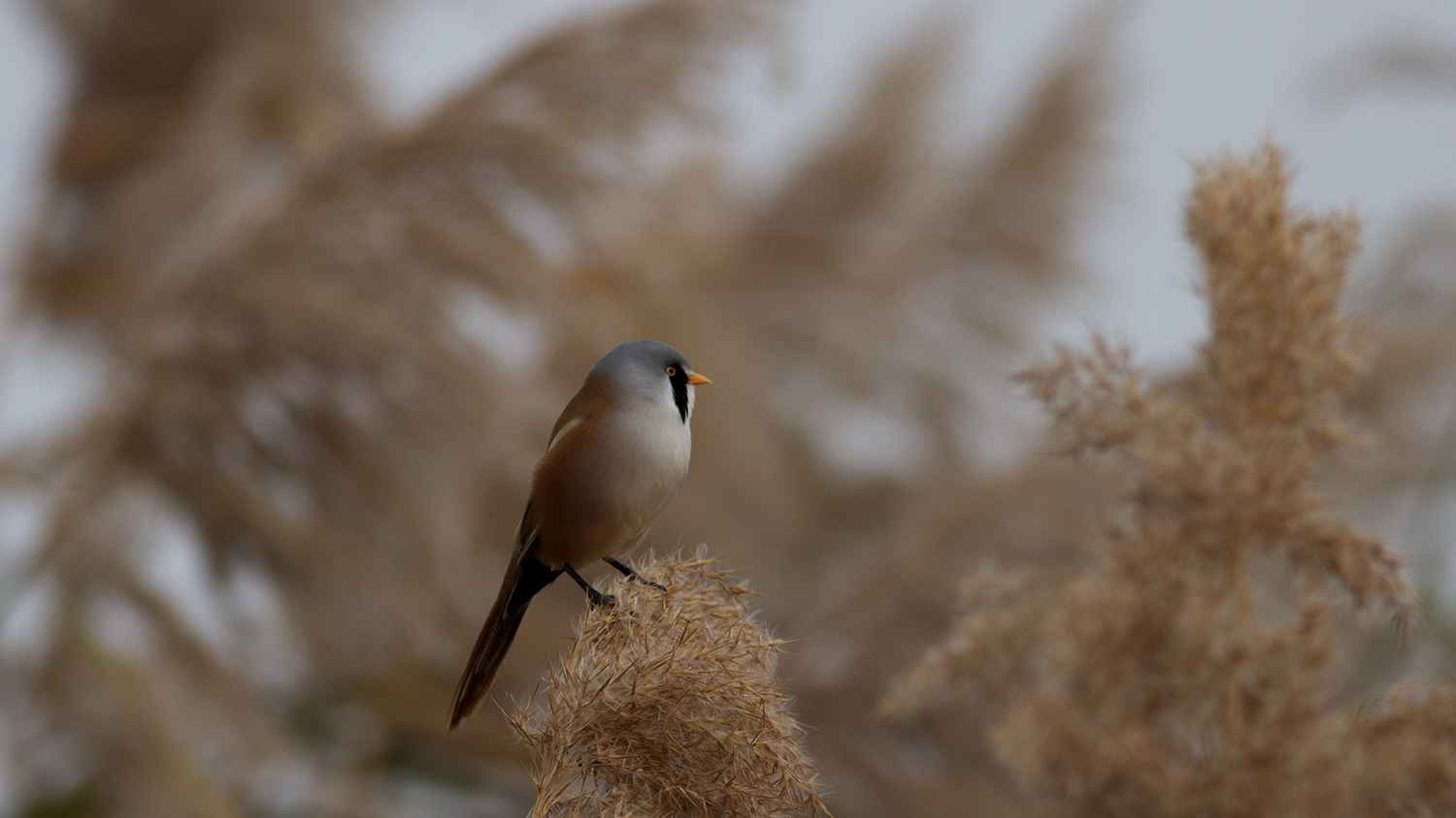 Bearded Reedling
